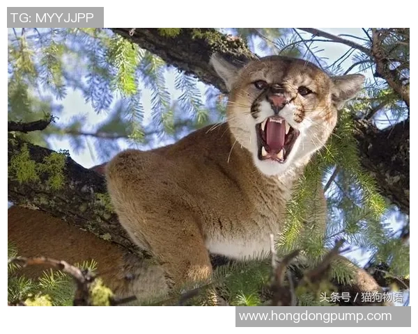 美洲狮与阿特拉斯的精彩对决视频全景解析与精彩瞬间回顾